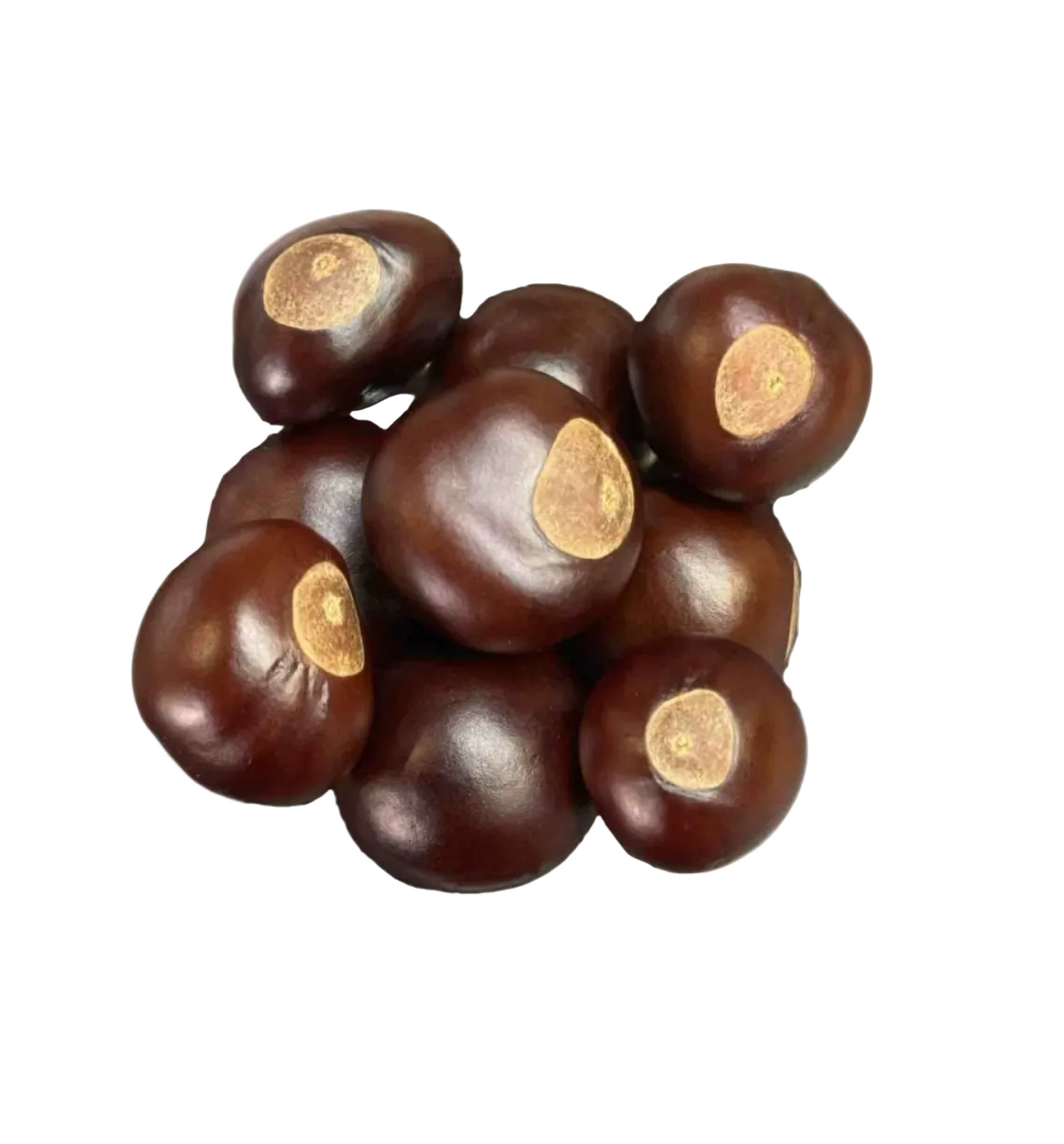 plant buckeye seed Buckeye Seeds – Alchemy & Aura