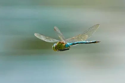 The Dragonfly – Spirit Animal and Totem